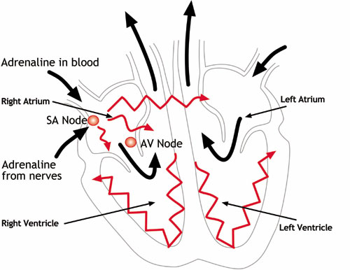 Figure 1 How the heart functions electrically